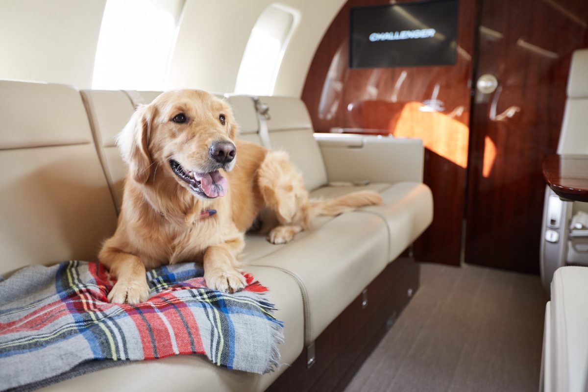 air transat travel with pets